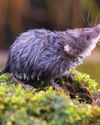 Wildlife watch5