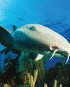 The Week Junior Science+Nature UK