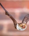 The Week Junior Science+Nature UK
