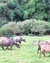 CAPTIVE BREEDING COMES TO THE RESCUE OF TODA BUFFALO AS ITS POPULATION PLUMMETS IN NILGIRIS38