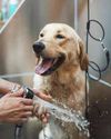 HOW INDIA'S PET CARE BOOM IS CREATING NEW AVENUES FOR SMALL BUSINESS OWNERS17