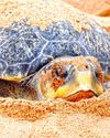 KURMA MELA: THE SCIENCE OF THE MASS NESTING OF OLIVE RIDLEY TURTLES18
