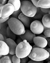 YEAST SHOWS PHYSICS CAN GIVE RISE TO MULTICELLULAR LIFE SANS MUTATIONS9