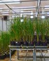 NIPGR'S GENE-EDITED JAPONICA RICE SHOWS INCREASED PHOSPHATE UPTAKE, 20% MORE YIELD17
