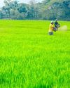 Soil tests in Kuttanad paddy fields, Kerala's rice bowl, show aluminium levels 39 to 165 times above safe limits Soil tests in Kuttanad paddy fields, Kerala's rice bowl, show aluminium levels 39 to 165 times above safe limits2