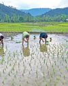 Kupwara's Paddy Fields Abuzz with Activity as 16,000 Hectares Brought Under Cultivation42