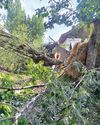 Felling of trees: Tangmarg family seeks Government probe7