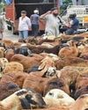 பக்ரீத் பண்டிகை: வாரச்சந்தையில் ரூ.3 கோடிக்கு ஆடுகள் விற்பனை52