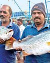காசிமேட்டில் பெரிய வகை மீன்கள் வரத்தால் களை கட்டிய விற்பனை46