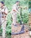18 அடி நீளமுள்ள ராஜநாகத்தை பிடித்த வனத்துறை அதிகாரி ரோஷ்னி47