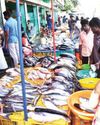 ஈரோடு மார்க்கெட்டில் மீன்கள் விலை உயர்வு:வஞ்சரம் ரூ. 1200-க்கு விற்பனை ஈரோடு மார்க்கெட்டில் மீன்கள் விலை உயர்வு:வஞ்சரம் ரூ. 1200-க்கு விற்பனை
