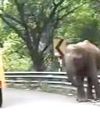 அச்சுறுத்திய ஒற்றை யானையால் பரபரப்பு50