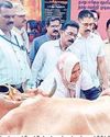 72 ஆயிரம் கால்நடைகளுக்கு காணை நோய் தடுப்பூசி முகாம்43