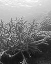 H'tota Int'l Port launches project to study coral species12