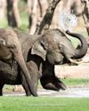 Human-elephant conflict mitigation efforts intensify22