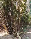 The Silent Invasion: Unchecked spread of oil palm in Sri Lanka15