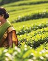 Ceylon Tea conquers Libya: Exports leap 416%17