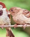 Sparrows are dying out, and it is a red flag for us all!15