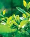 Browns Investments expands plantation sector with another LKR 4.8 billion acquisition26