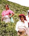 Sri Lanka tea sees encouraging demand and price stability amid global interest Sri Lanka tea sees encouraging demand and price stability amid global interest