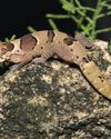 Championing Geckos, Conservation, and Cross-Disciplinary Research in Sri Lanka Championing Geckos, Conservation, and Cross-Disciplinary Research in Sri Lanka
