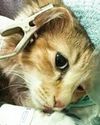 Pillu becomes India's first cat to get a pacemaker after rare surgery Pillu becomes India's first cat to get a pacemaker after rare surgery