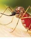 Chikungunya spreading rapidly in Colombo and suburbs5