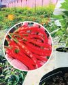 DIMO Agritech launches advanced solutions to combat climate impact on crops33