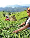 Colombo Tea Auction sees mixed demand, quality plays decisive role in price movements20