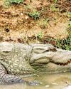 When the water rises: Climate change and the future of Yala's Mugger Crocodiles17