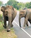 Prince William's docuseries shines global spotlight on Lankan rangers saving endangered elephants Prince William's docuseries shines global spotlight on Lankan rangers saving endangered elephants