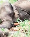 Elephant-Human Conflict: Sweet and sad moments frozen in time. A Requiem12
