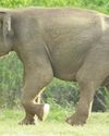 Major program to restore Kala Wewa National Park grasslands15