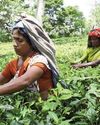 Sri Lanka's value-added tea now makes up 58% of all shipments16