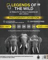 Legends of the Wild: A tribute to Sri Lanka's vanishing giants14