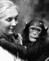 Science with a Soul: Commemorating Jane Goodall’s Legacy15