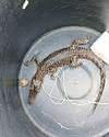 Man fined Rs 70,000 for keeping baby crocodile Man fined Rs 70,000 for keeping baby crocodile0