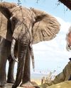Iain Douglas-Hamilton: Science, courage, and the battle for elephants22