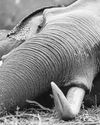 Lankan monks, activists demand an end to human-elephant conflict10