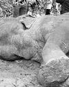 Inquiry launched into burnt elephant death at Seeppukulama as toll mounts13
