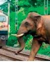 Indian Railways deploys Al systems to prevent wildlife deaths12