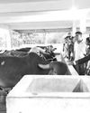 Specialised Indian training for Lankan dairy farmers13