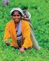 Diplomatic thaw in Middle East sparks hope for Sri Lankan tea exports18