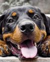Keeping children safe around large dogs at home Keeping children safe around large dogs at home20