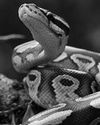 Pythons can help lose weight24