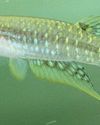 Hidden diversity in Sri Lanka's killifish revealed: New study reshapes understanding of island's freshwater biodiversity17