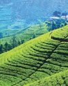 Fertilizer shortages threaten to wither Sri Lanka’s plantation sector output28