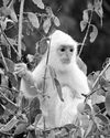 Lankan 'snow-white' monkeys become a magnet for tourists16
