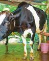 Celebrating World Milk Day: Honouring Dairy's Global and Local Impact Celebrating World Milk Day: Honouring Dairy's Global and Local Impact