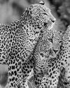 Kumana National Park emerges as a leopard hotspot24
